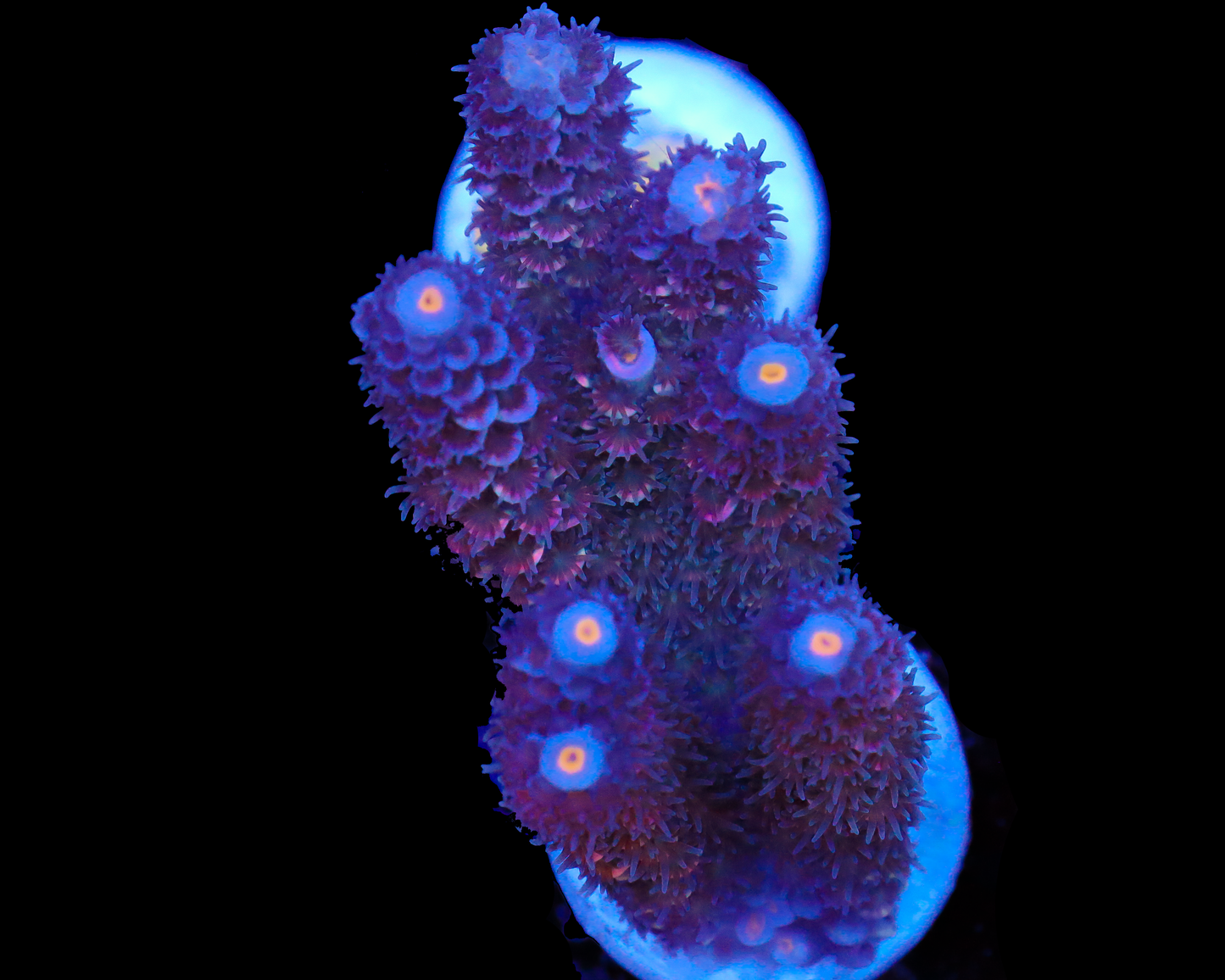 818'S GRAPE NECTAR TENUIS NEW RELEASE CHUNKY