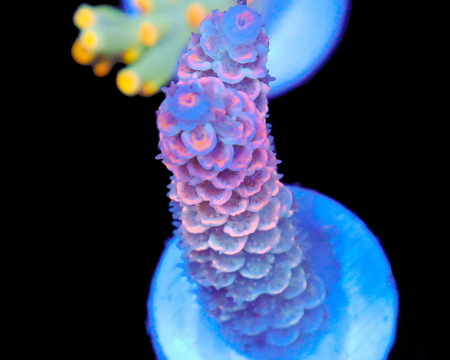 818'S MAUI WOWIE TENUIS NEW RELEASE