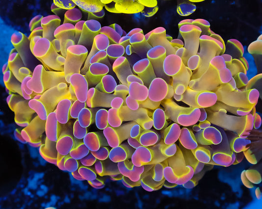 ULTRA HOLOGRAM BRANCHING HAMMER