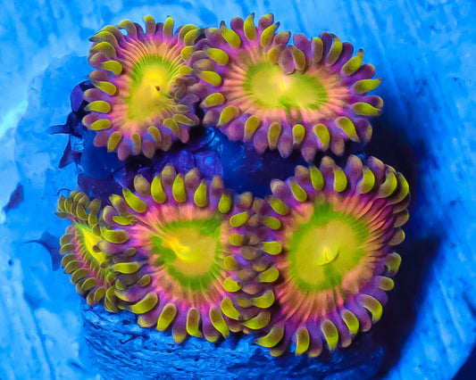 PINK MINEFIELD ZOAS