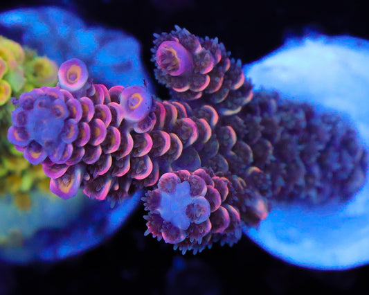 818'S STRAWBERRY COUGH TENUIS NEW RELEASE