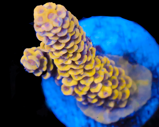 818'S BANANA SPLIT TENUIS GRAFTED