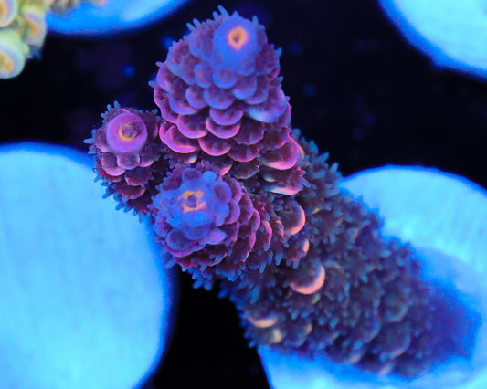 818'S PURPLE CREAM TENUIS NEW RELEASE