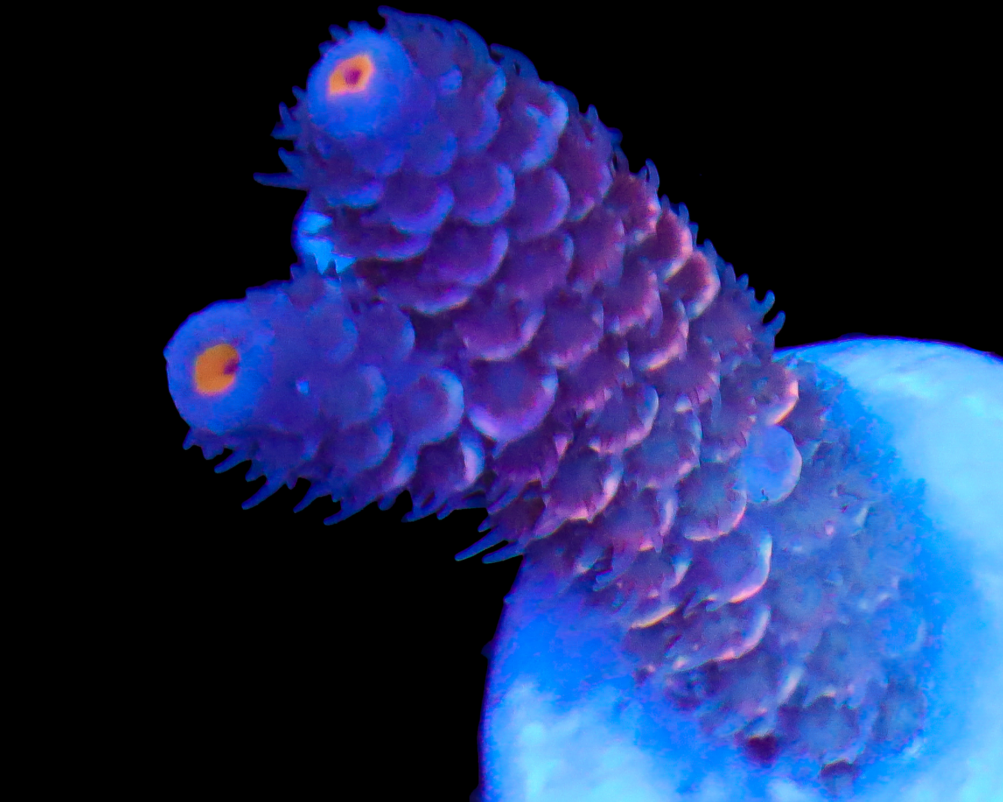 818'S WILDBERRY TENUIS NEW RELEASE