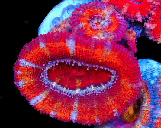 RAINBOW ACAN