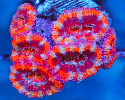 ULTRA RAINBOW ACAN