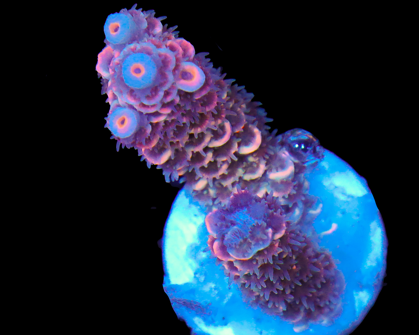 818'S WILD CHERRY TENUIS