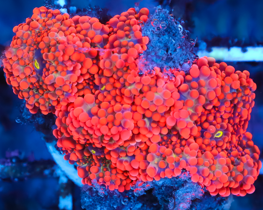 ULTRA YUMA MUSHROOM