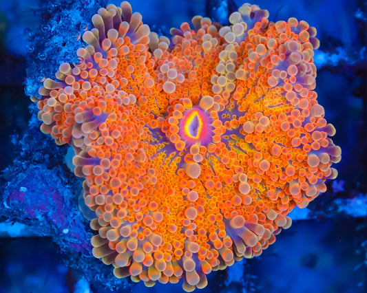 ULTRA YUMA MUSHROOM