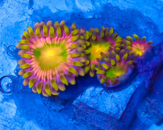 PINK MINEFIELD ZOAS