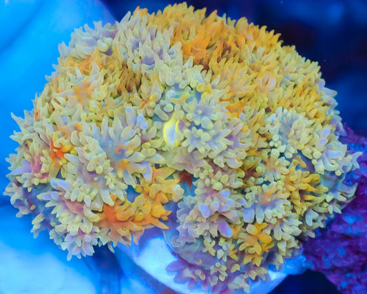 RAINBOW FRANKENSTEIN MUSHROOM