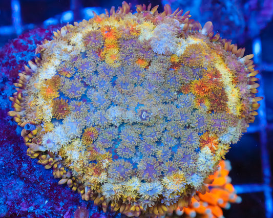 CARPET MUSHROOM