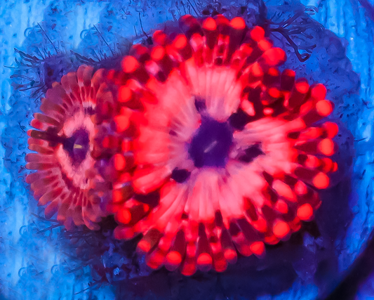 UTTER CHAOS ZOAS