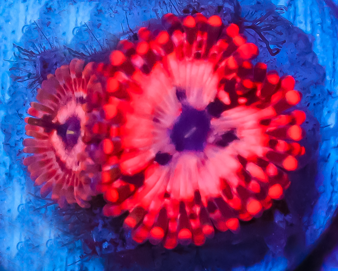 UTTER CHAOS ZOAS