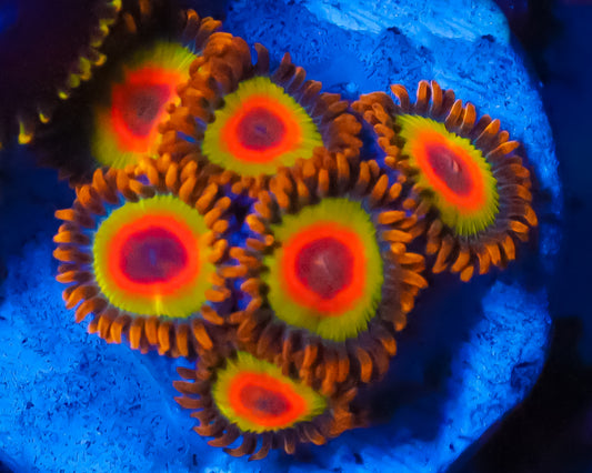 RASTA ZOAS