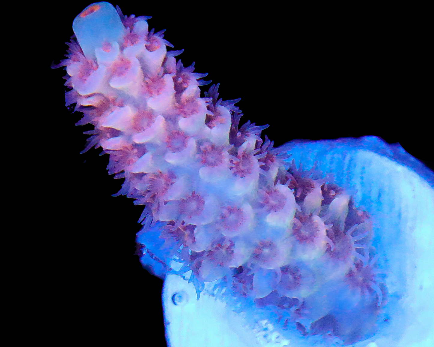 NEW RELEASE MALAYSIAN TENUIS