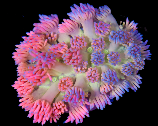 818'S DREAMLAND GONI NEW RELEASE