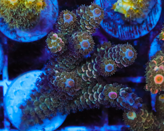 818'S NIGHTSHADE TENUIS CHUNKY