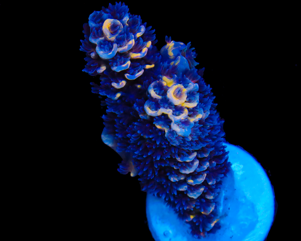 818'S WILLIES WONDER INSANE CHUNKY FRAG