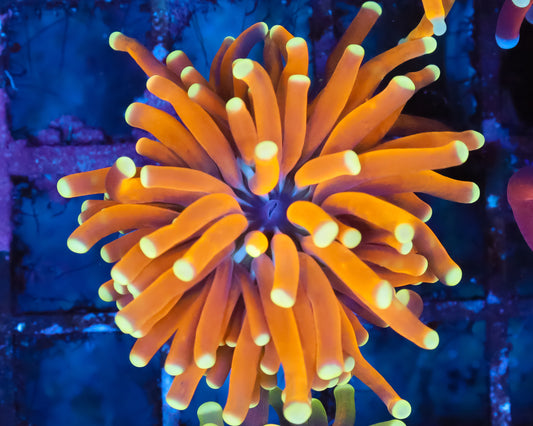 BANANA TORCH