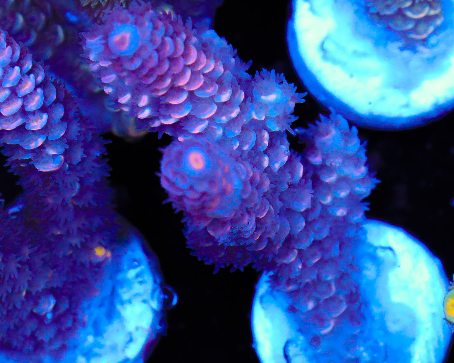 NEW RELEASE MALAYSIAN TENUIS