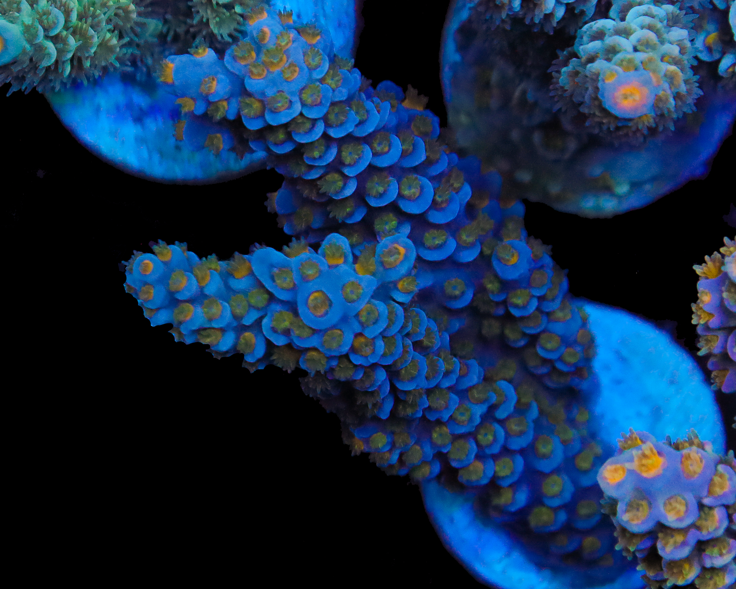 818'S BLUE STEEL TENUIS
