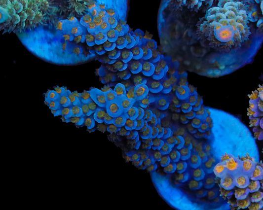 818'S BLUE STEEL TENUIS