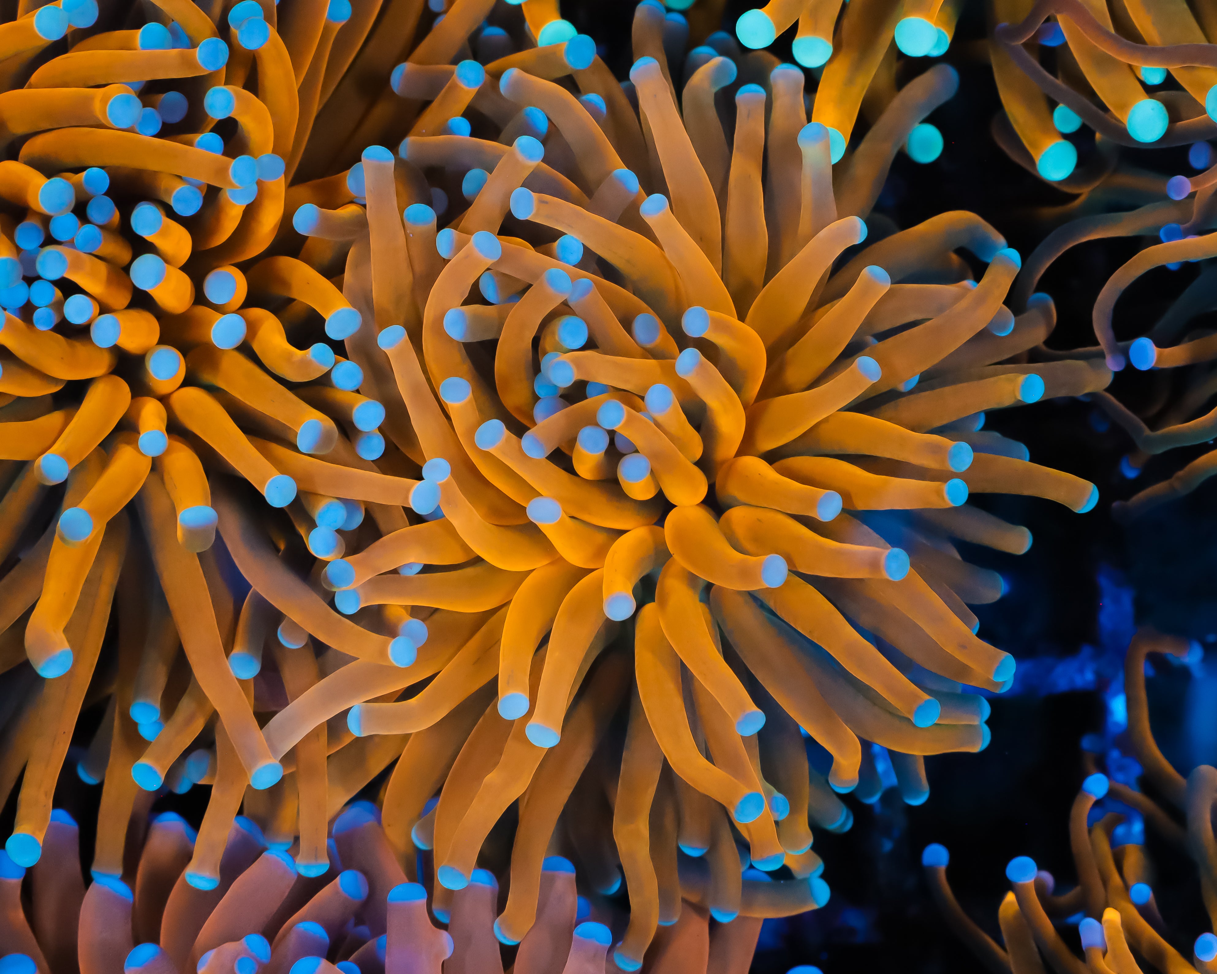 WYSIWYG CORALS – tagged 