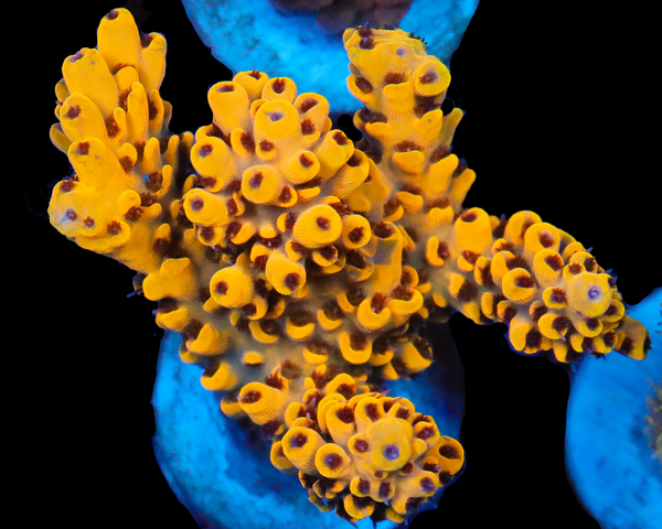 818'S YELLOWJACKET ACRO