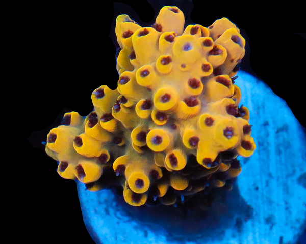 818'S YELLOWJACKET ACRO