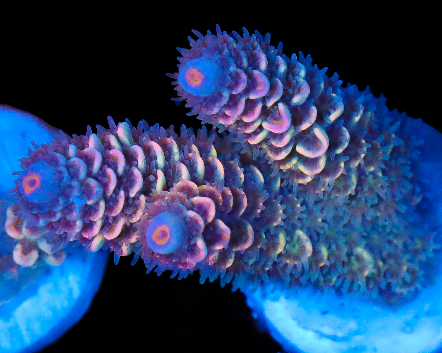 818'S SUGAR COOKIE TENUIS CHUNKY