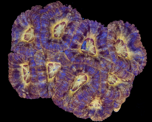 ASIA ACAN COLONY