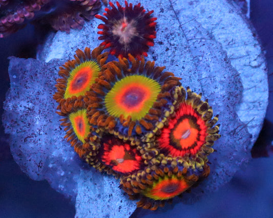 ZOA COMBO