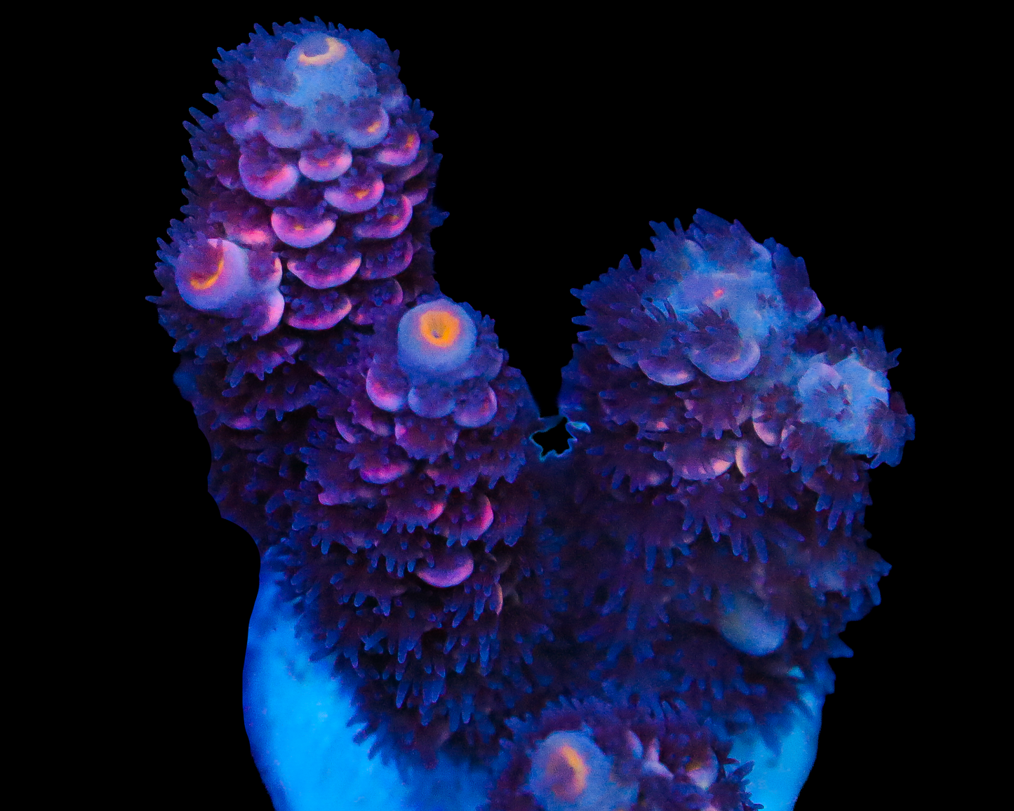818'S AMBROSIA TENUIS