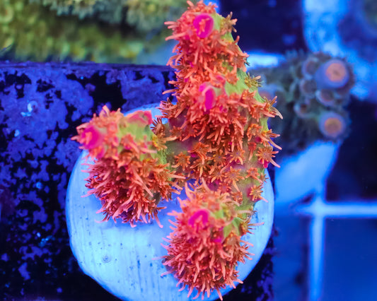 CONFETTI ACRO CHUNKY