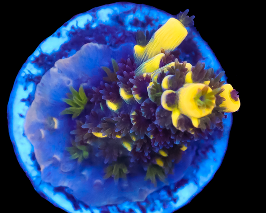 818'S BLUEBERRY SPLICE ENCRUSTING