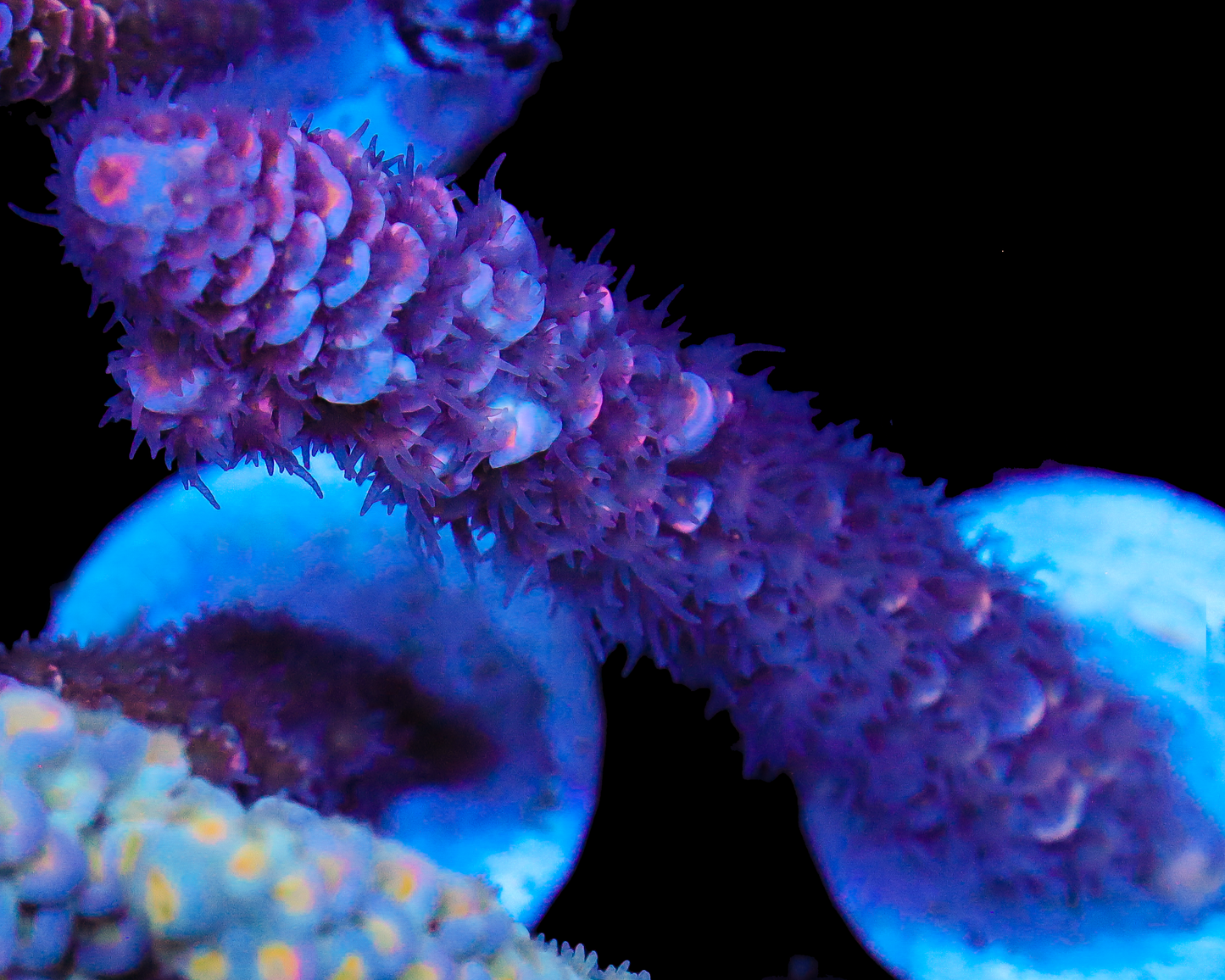 NEW RELEASE MALAYSIAN TENUIS 2"+