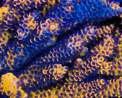 WILLIES WONDER GRAFTED TENUIS LOOKING ABSOLUTELY RIDICULOUS!!