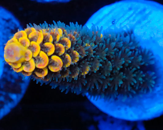 818'S PINEAPPLE SPLICE TENUIS