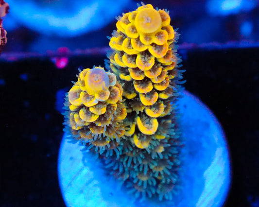 818'S PINEAPPLE SPLICE GRAFTED TENUIS