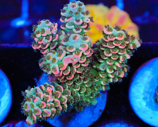 818'S PINK DREAM TENUIS CHUNK