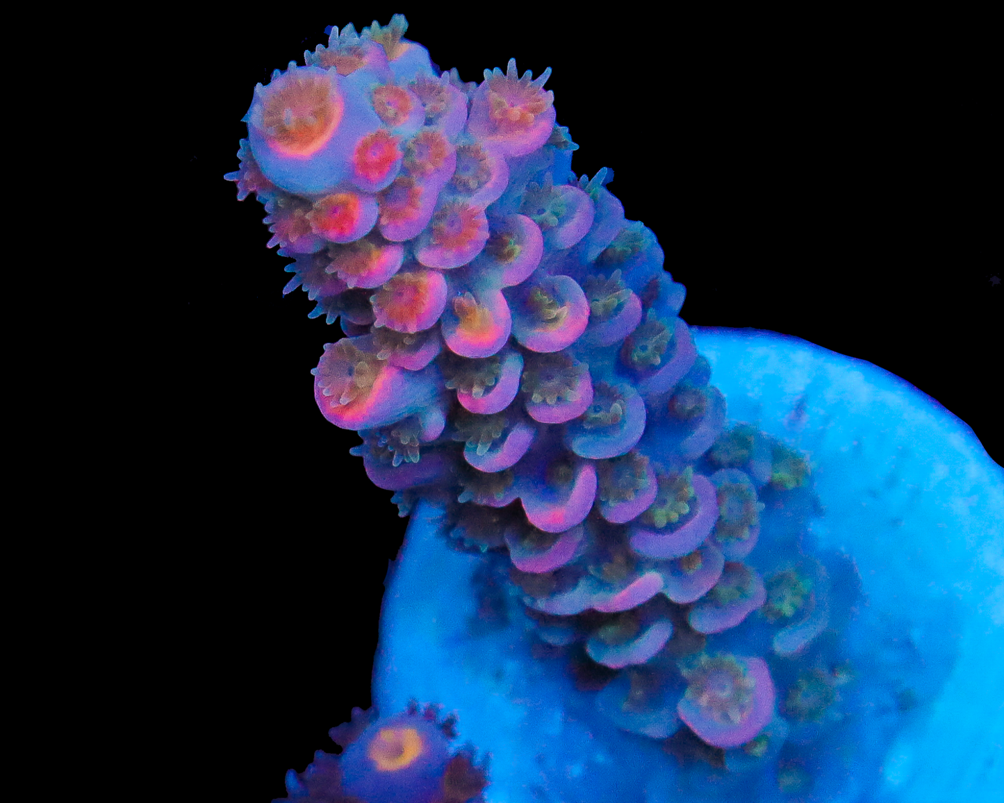 818'S FUZZY NAVEL TENUIS