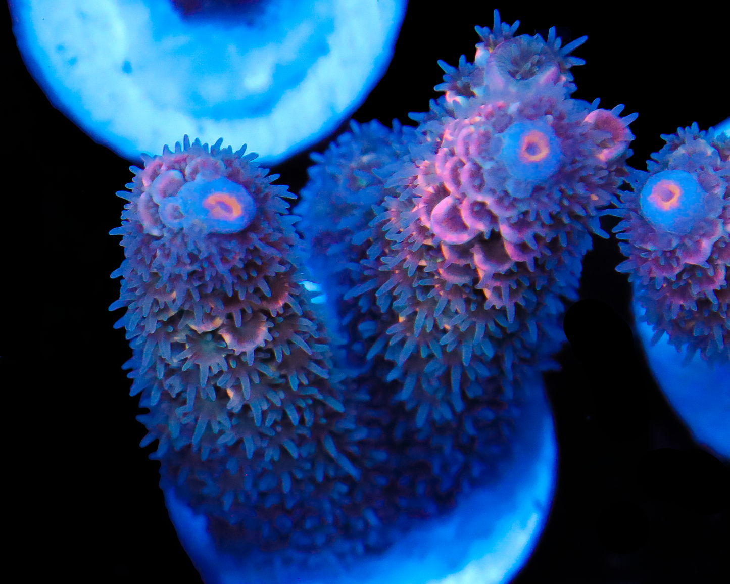 818'S SUGARMAMA TENUIS