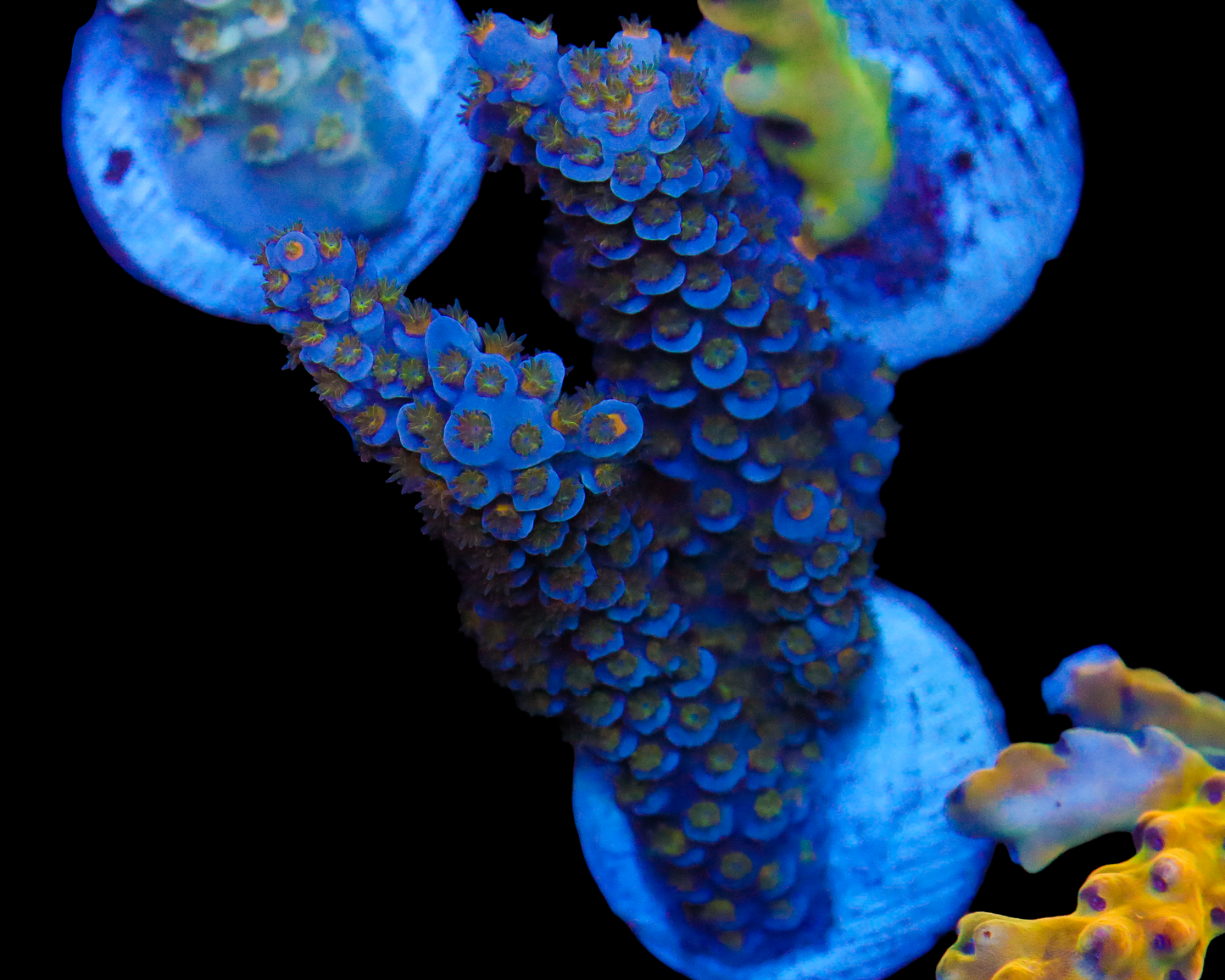 818'S BLUE STEEL TENUIS CHUNKY