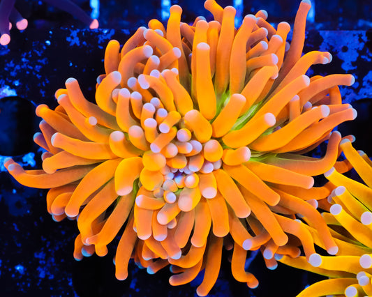 ULTRA BANANA GRAIL TORCH MORE ORANGE