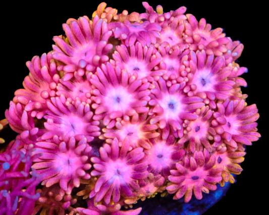 818'S BUBBLEBERRY GONI