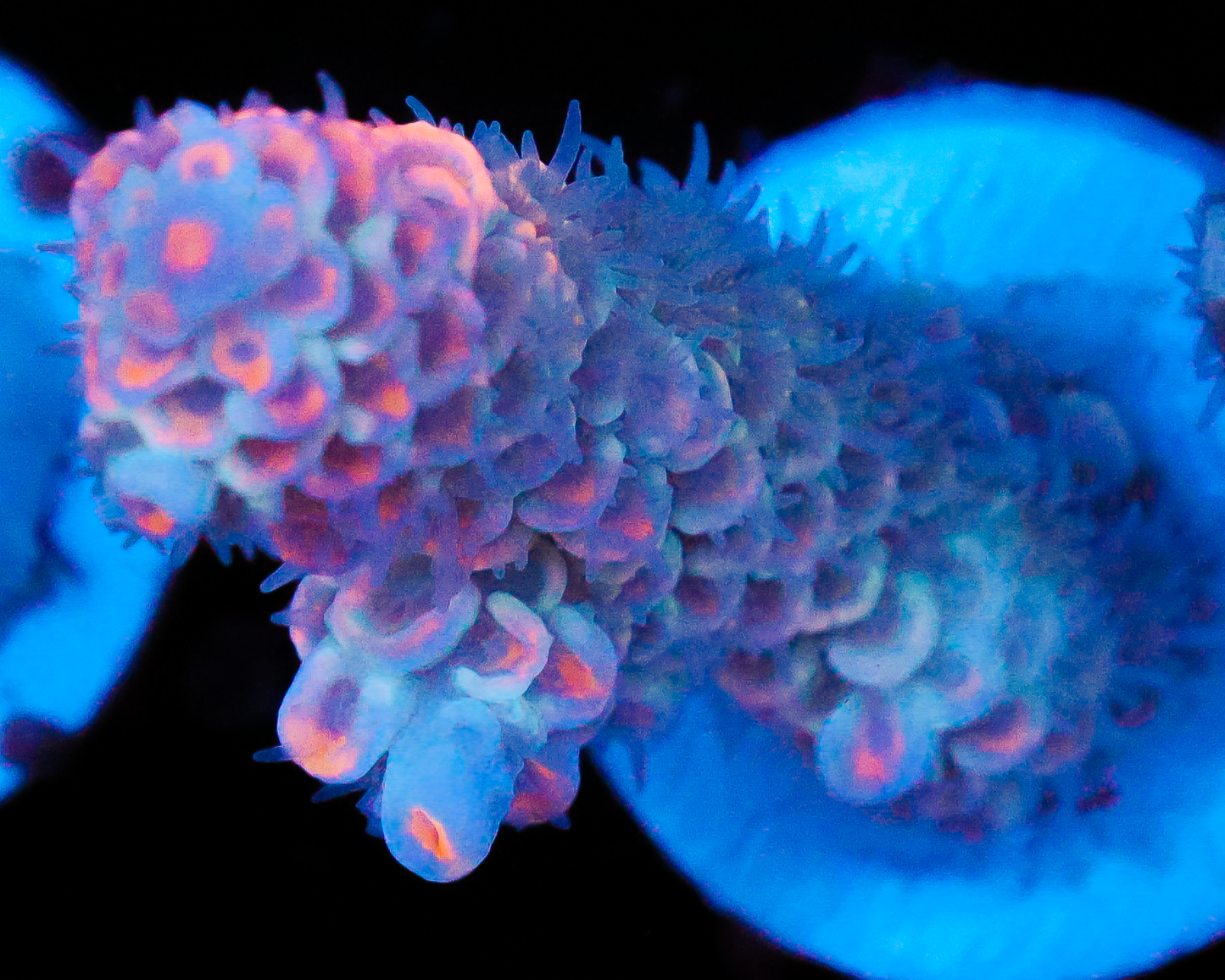 818'S PIT VIPER TENUIS NEW RELEASE