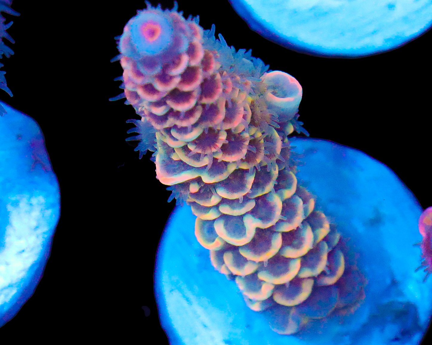 818'S JACK FROST TENUIS NEW RELEASE