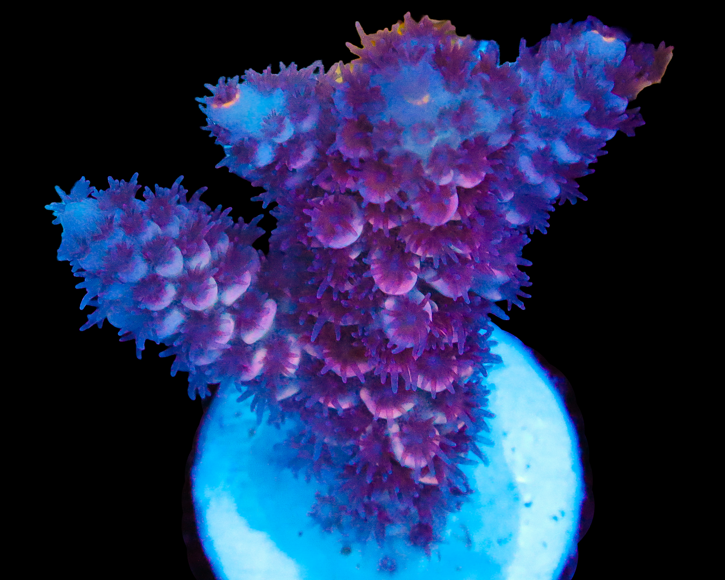 818'S GRAPE DREAM TENUIS