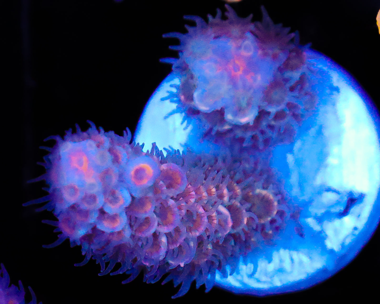 NEW RELEASE MALAYSIAN TENUIS